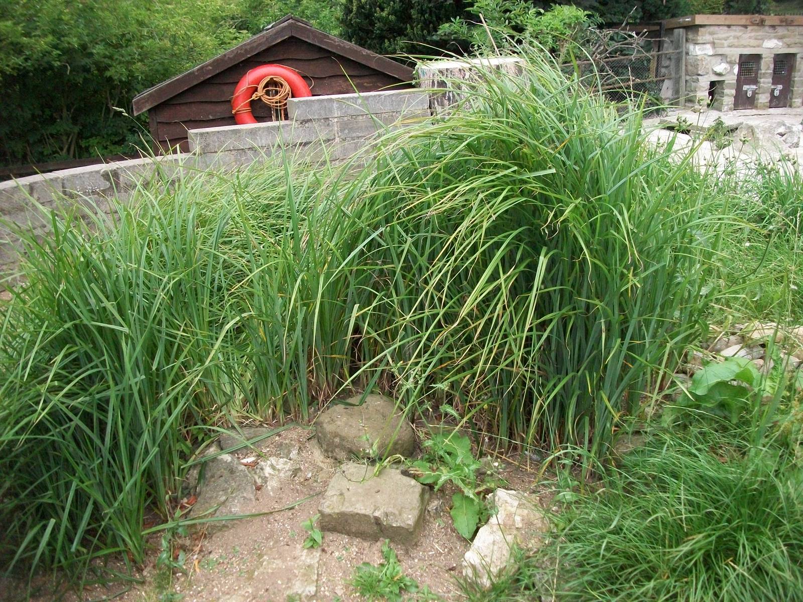 Luxuriant growth on the penguins' beach, 1st August 2014