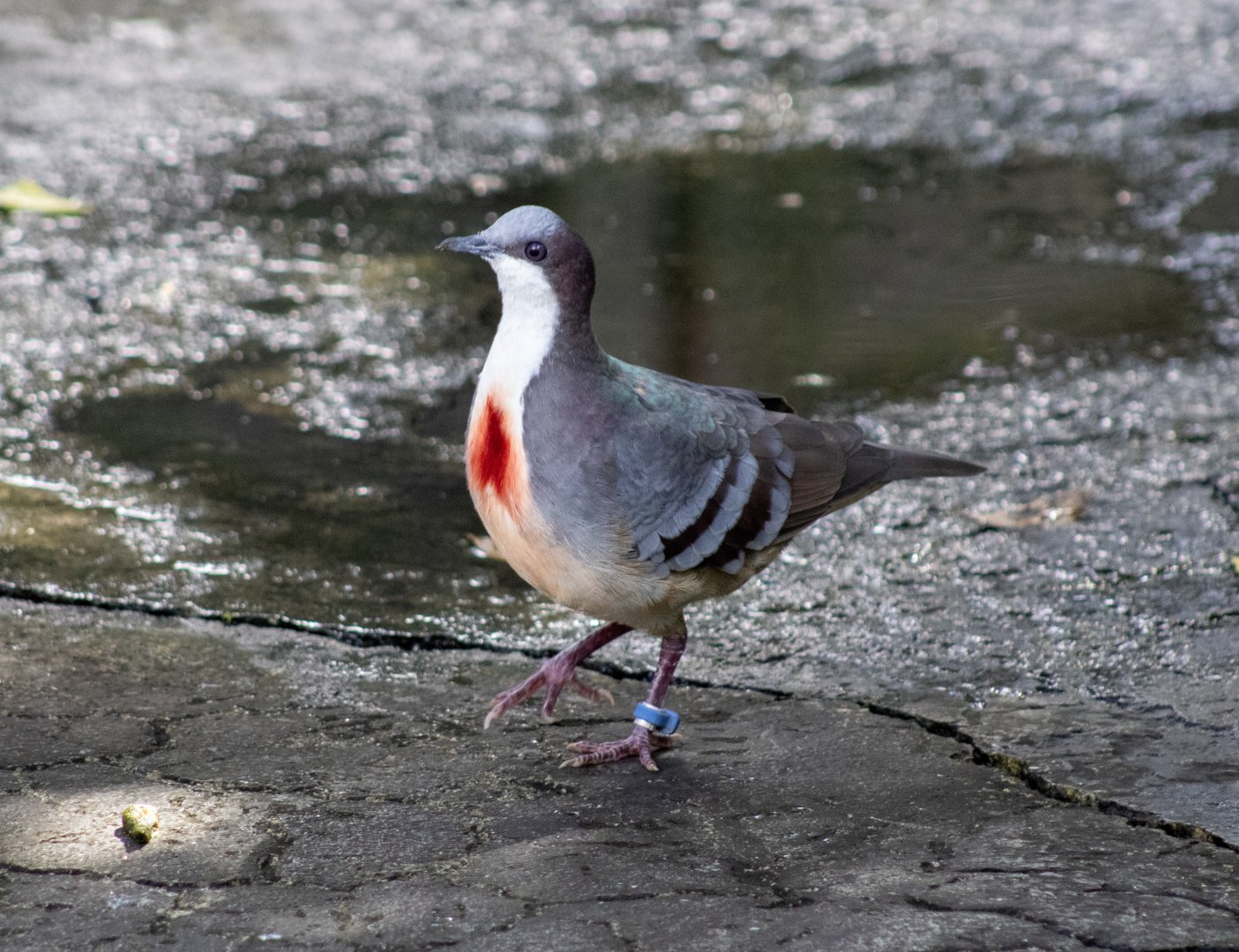 Luzon Bleeding-hart Dove