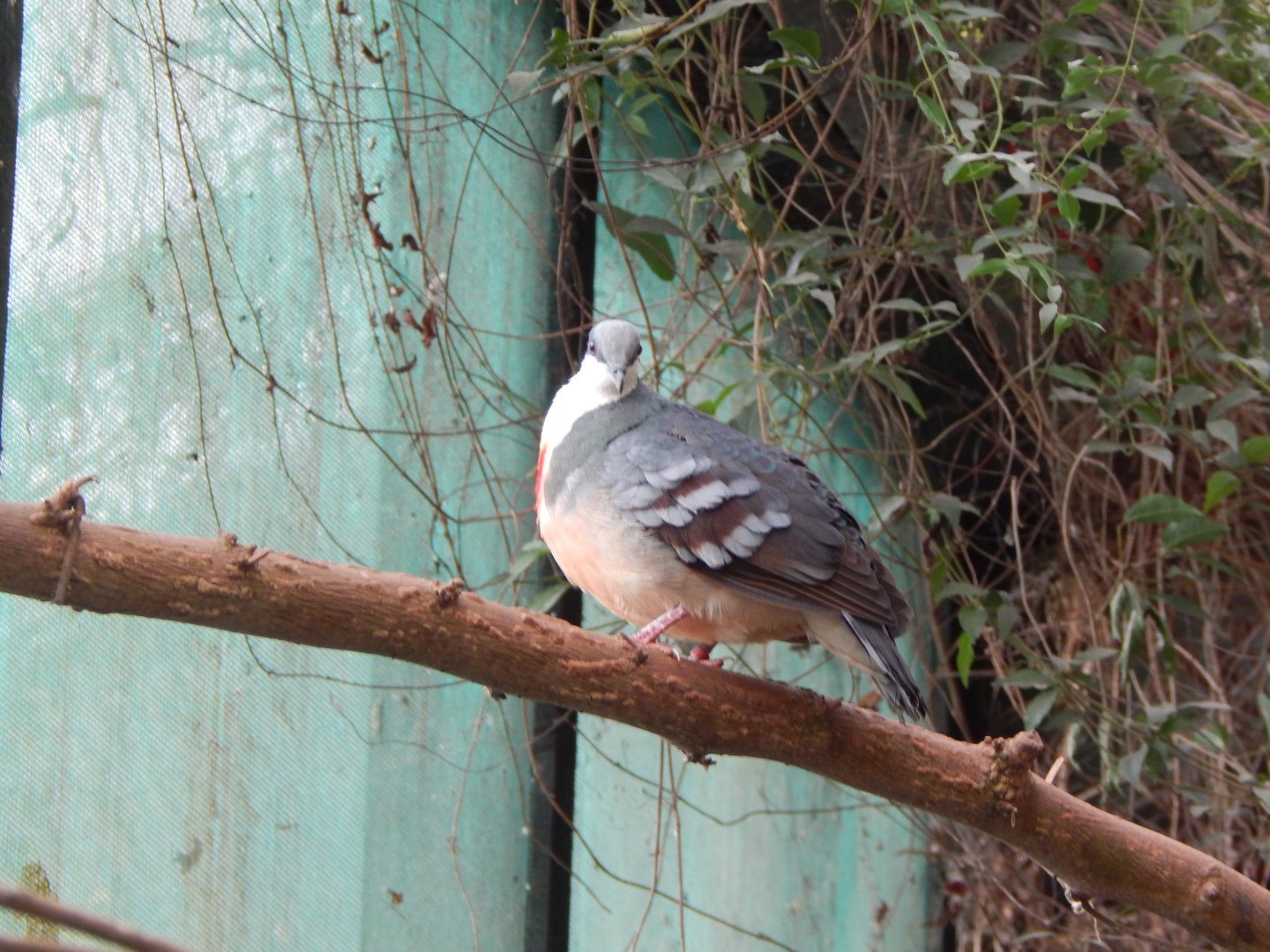 Luzon bleeding-heart 240222