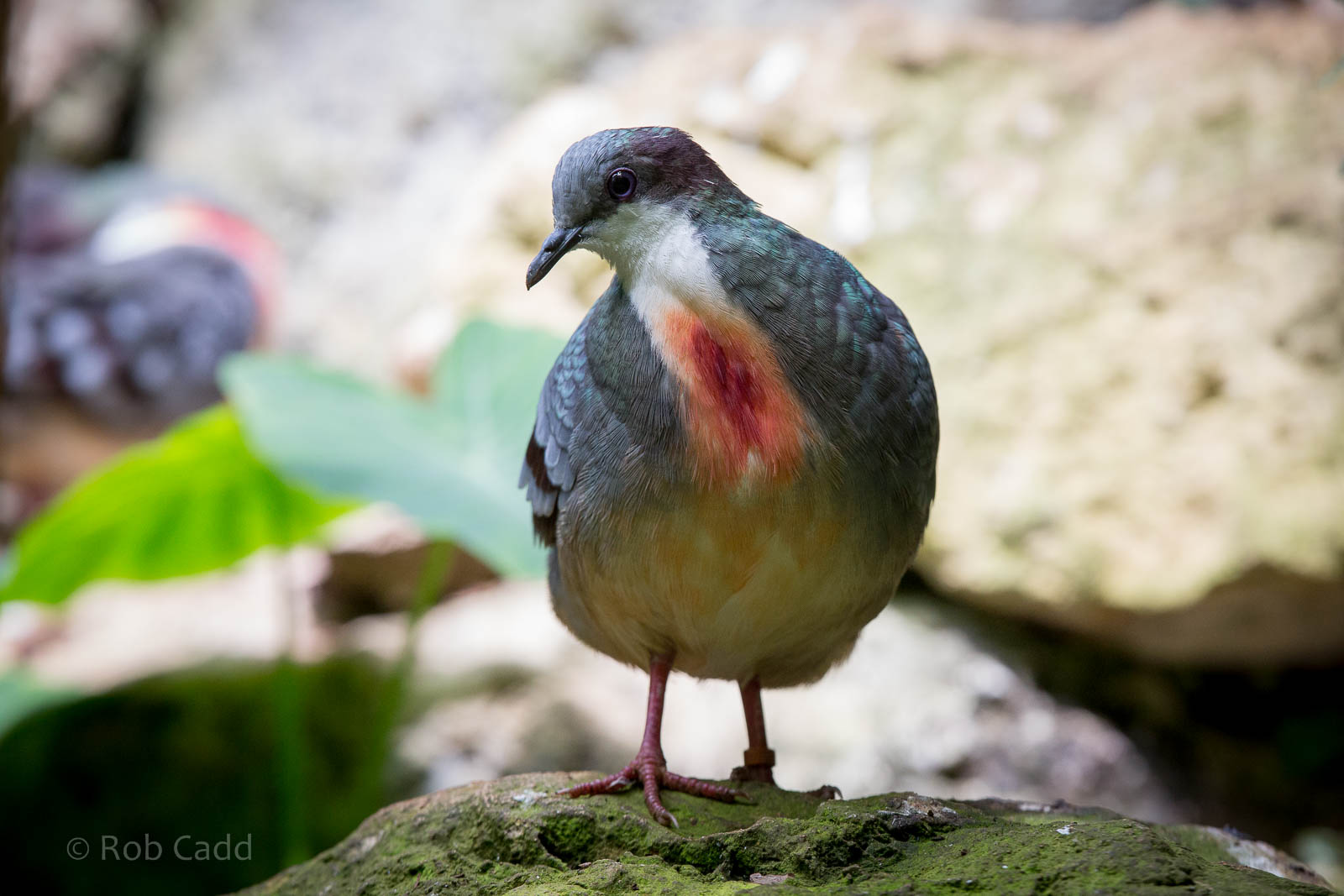 Luzon bleeding-heart : Cotswold WP : 27 Jun 2014