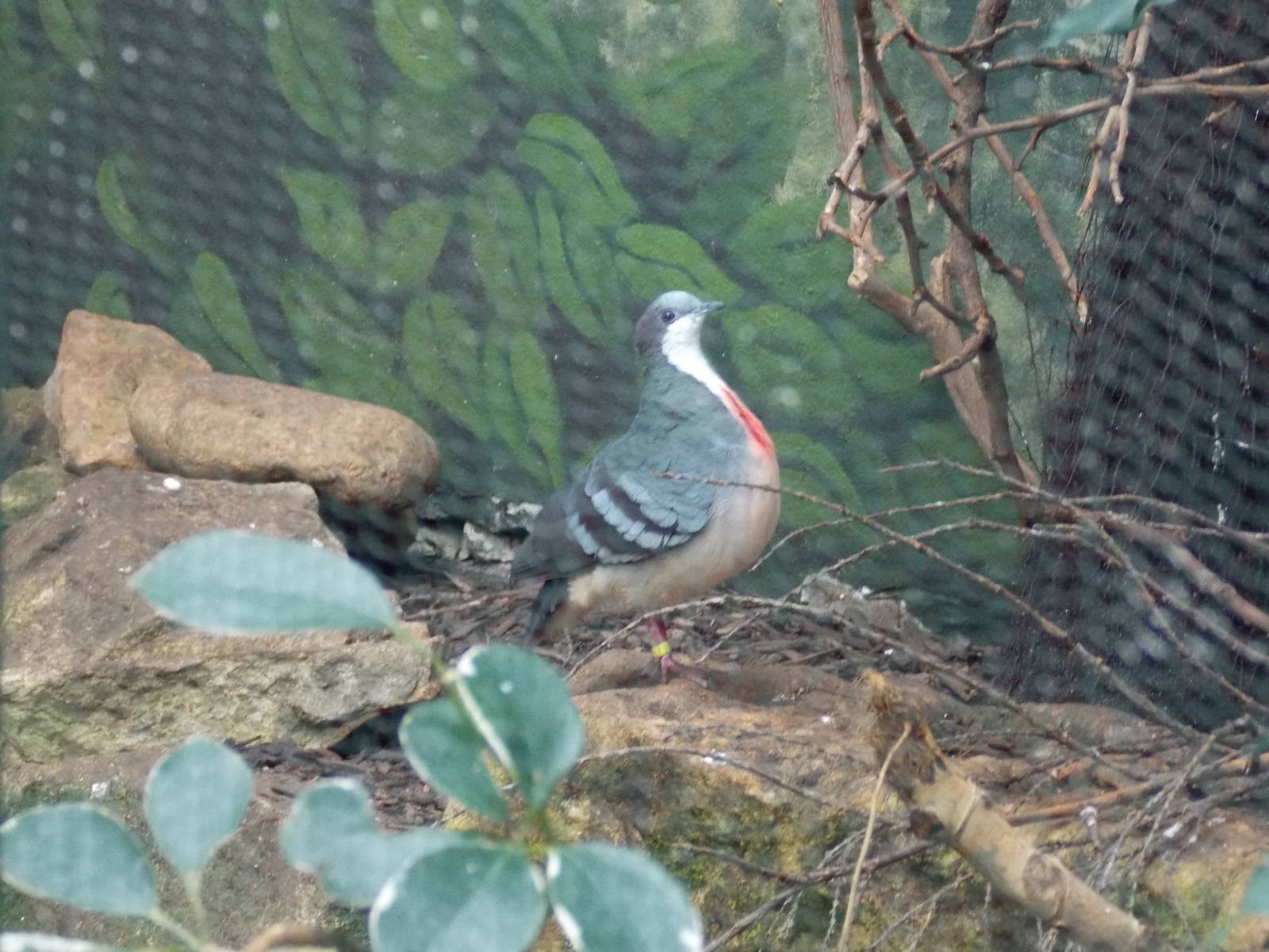 Luzon Bleeding Heart Dove 15/3/13