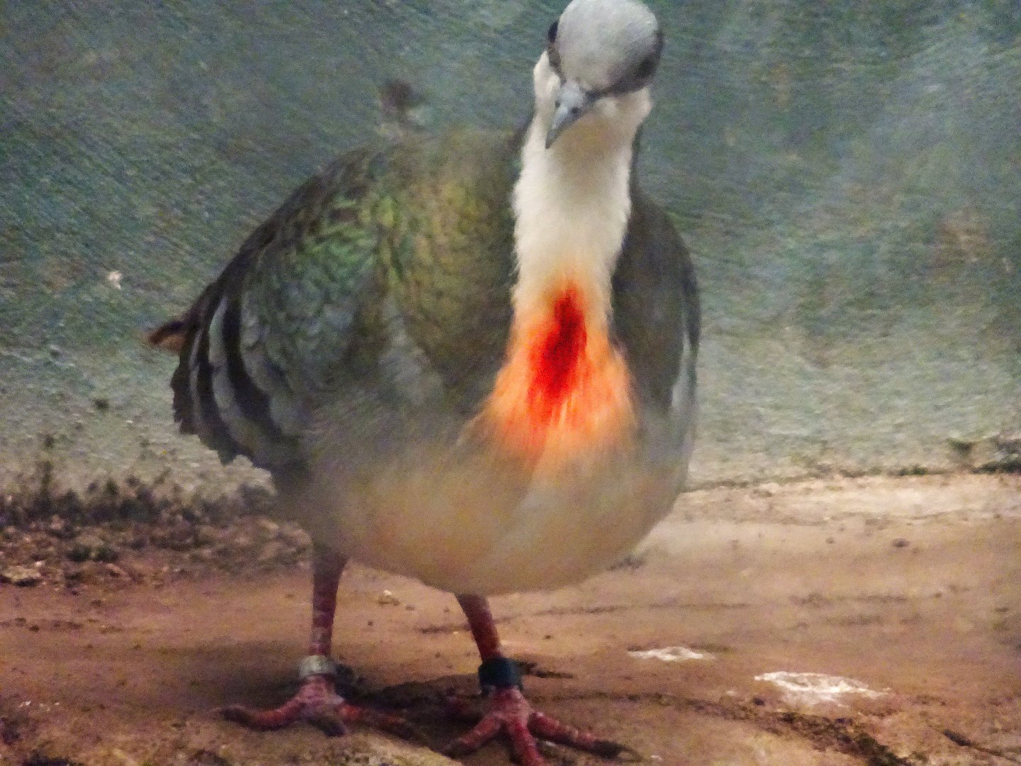 Luzon Bleeding Heart Dove 16 August 2025