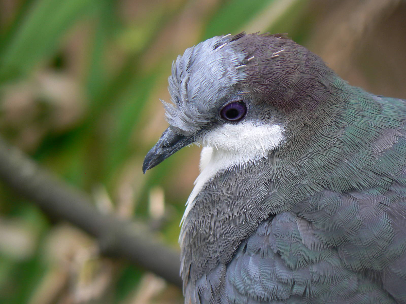 Luzon Bleeding-heart Dove - 17 September 2016