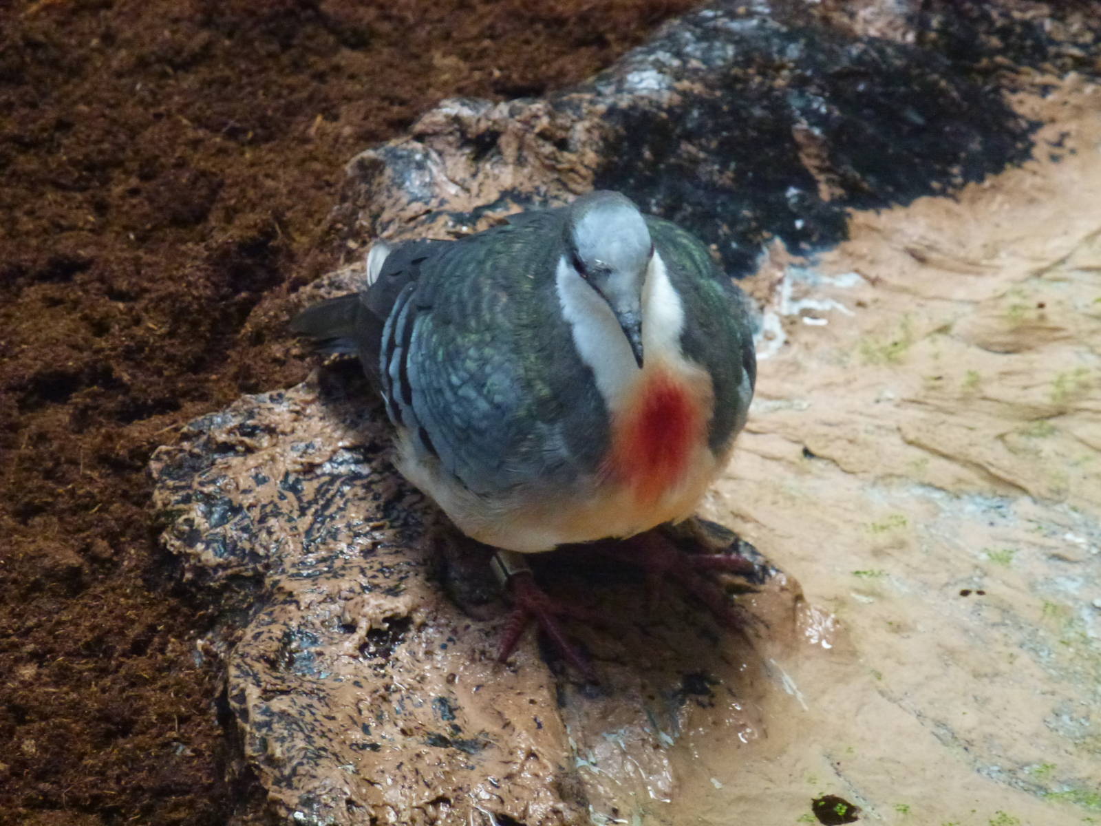 Luzon Bleeding-Heart Dove 23.5.12