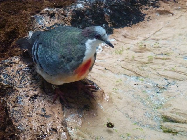Luzon Bleeding-Heart Dove 23.5.12