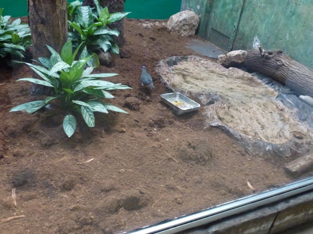 Luzon Bleeding-Heart Dove 23.5.12