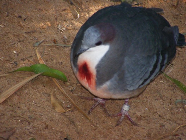 Luzon Bleeding-Heart Dove 25.12.10