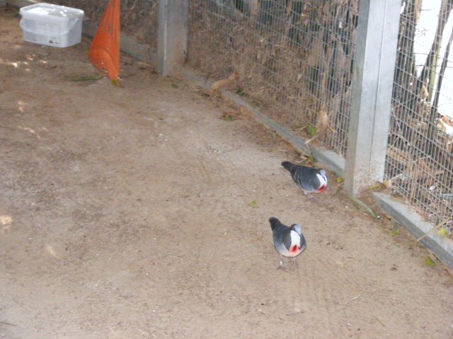 Luzon Bleeding-Heart Dove 25.12.10