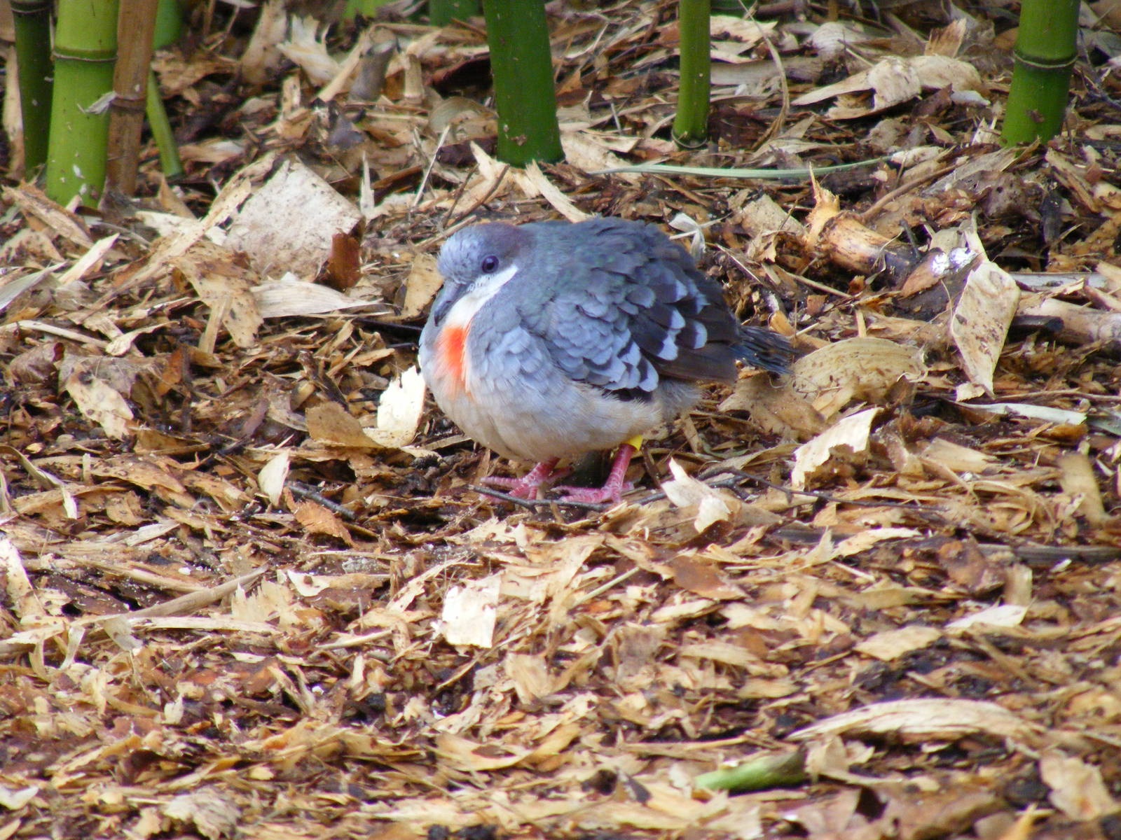 Luzon bleeding heart dove at Drusillas Park, 20 March 2011