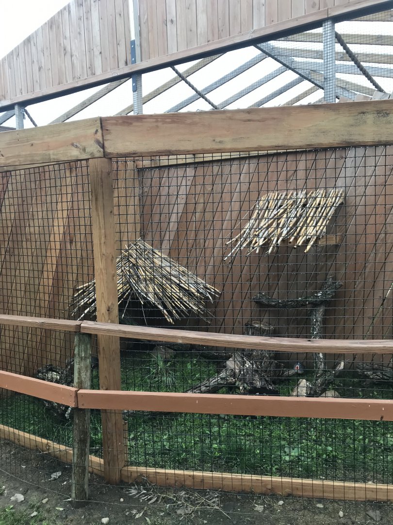 Luzon Bleeding-Heart Dove Exhibit