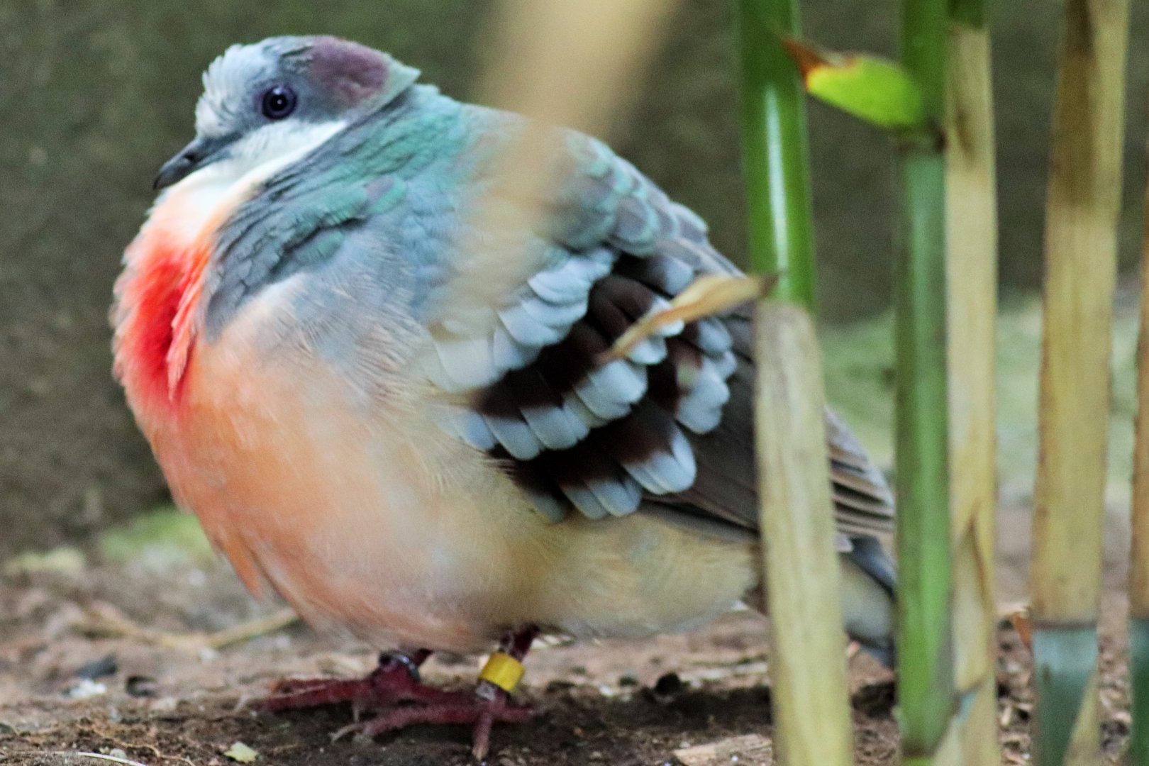 Luzon Bleeding-heart Dove (Gallicolumba luzonica)