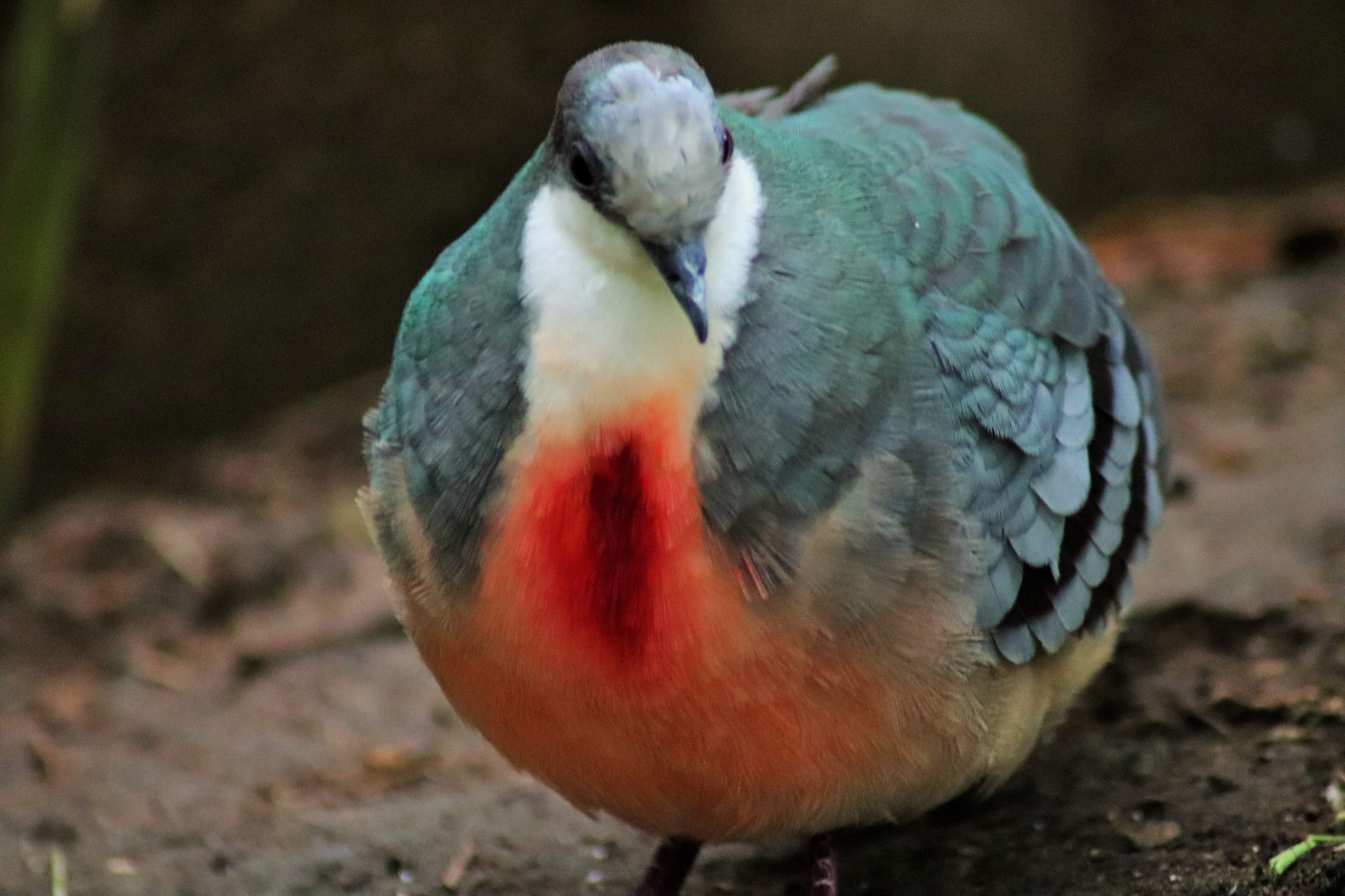 Luzon Bleeding-heart Dove (Gallicolumba luzonica)
