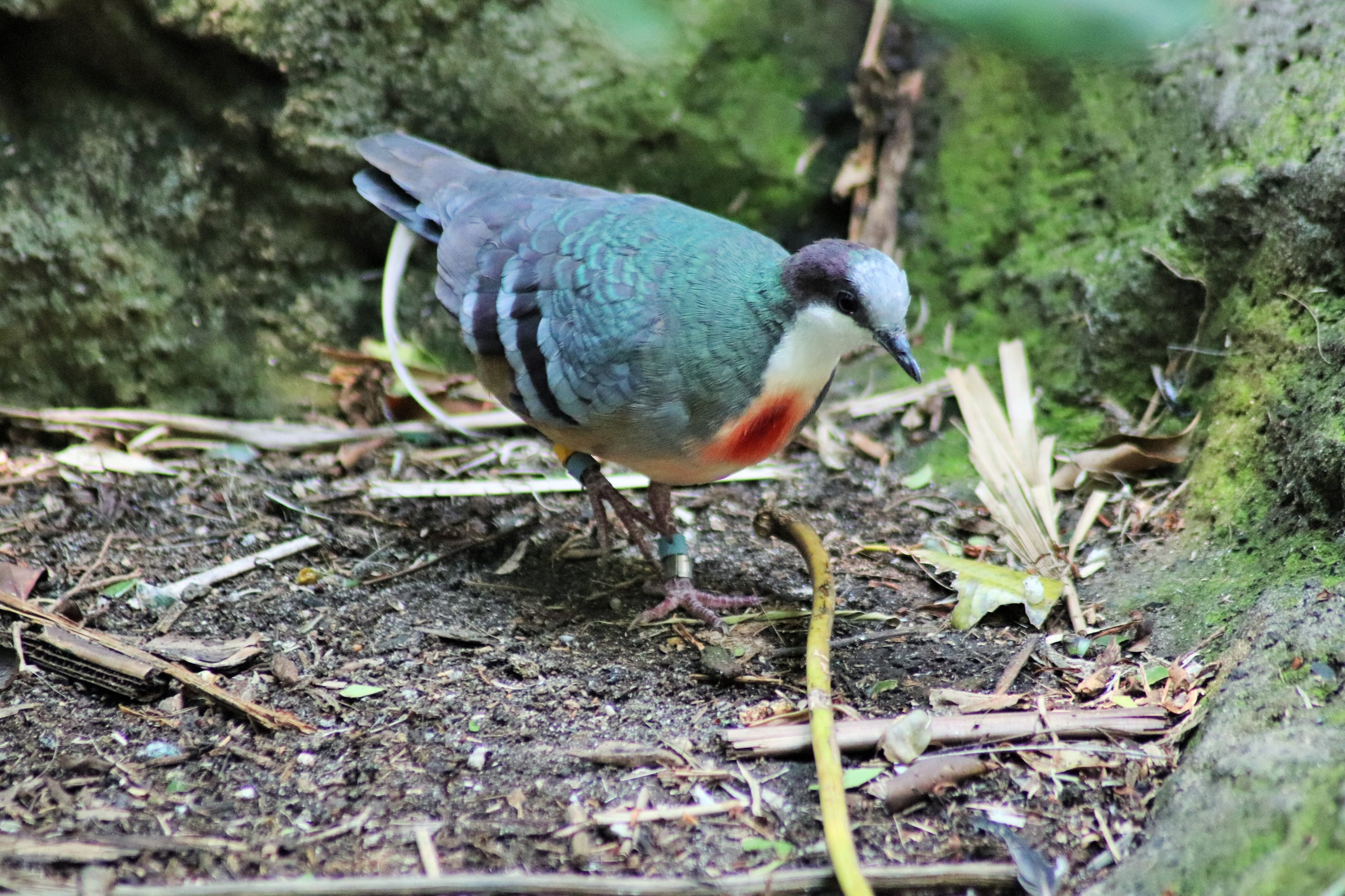 Luzon Bleeding-heart Dove (Gallicolumba luzonica)