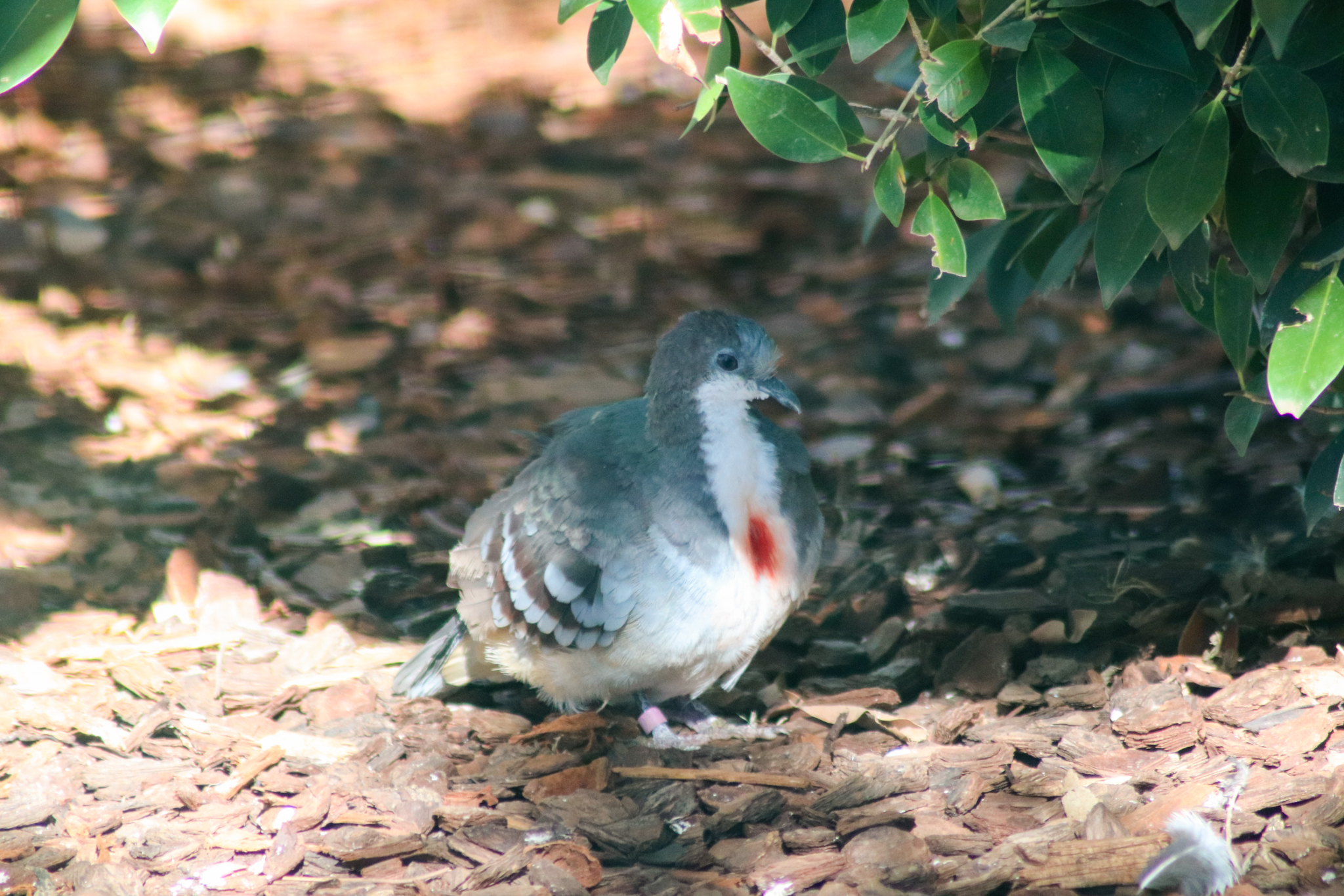 Luzon Bleeding-heart Dove (Gallicolumba luzonica)