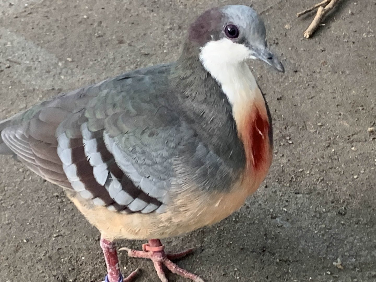 Luzon Bleeding-Heart Dove (Gallicolumba luzonica)