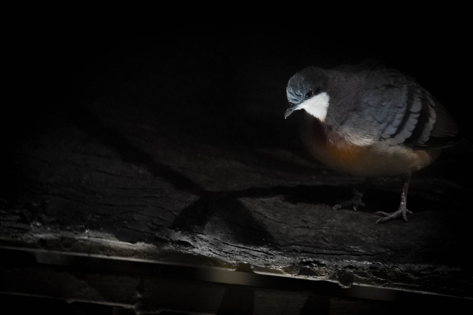 Luzon Bleeding Heart Dove