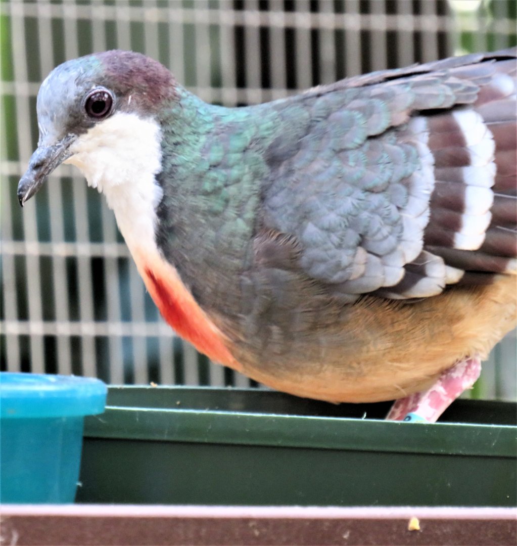 Luzon bleeding-heart dove