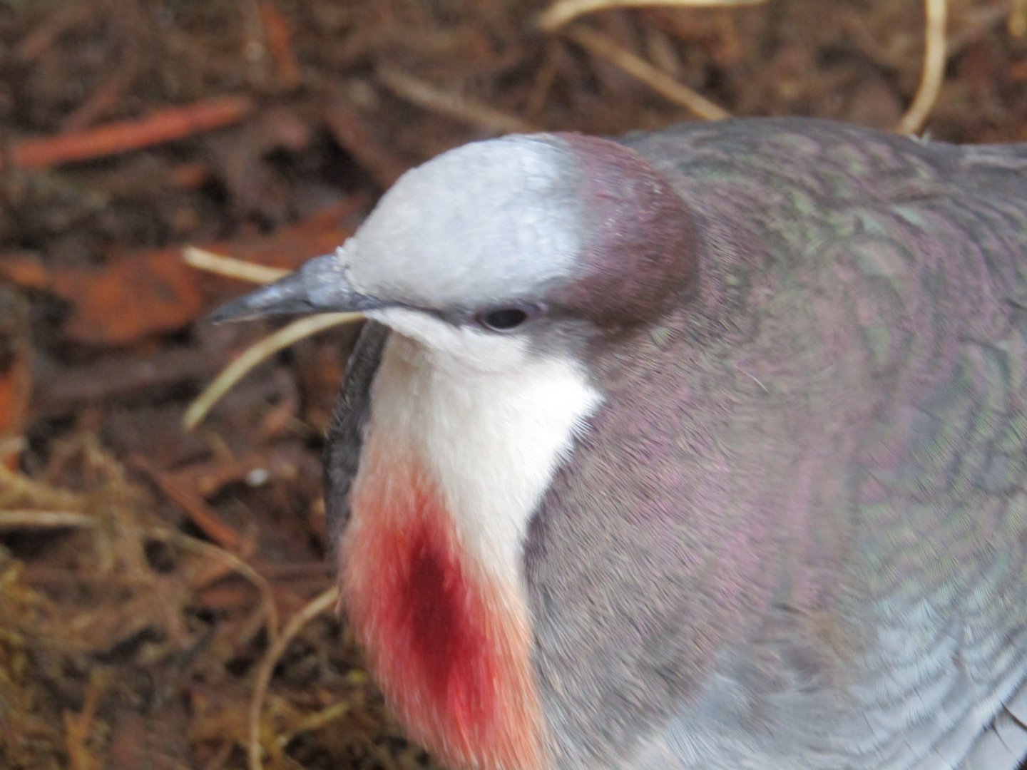 Luzon Bleeding Heart Dove