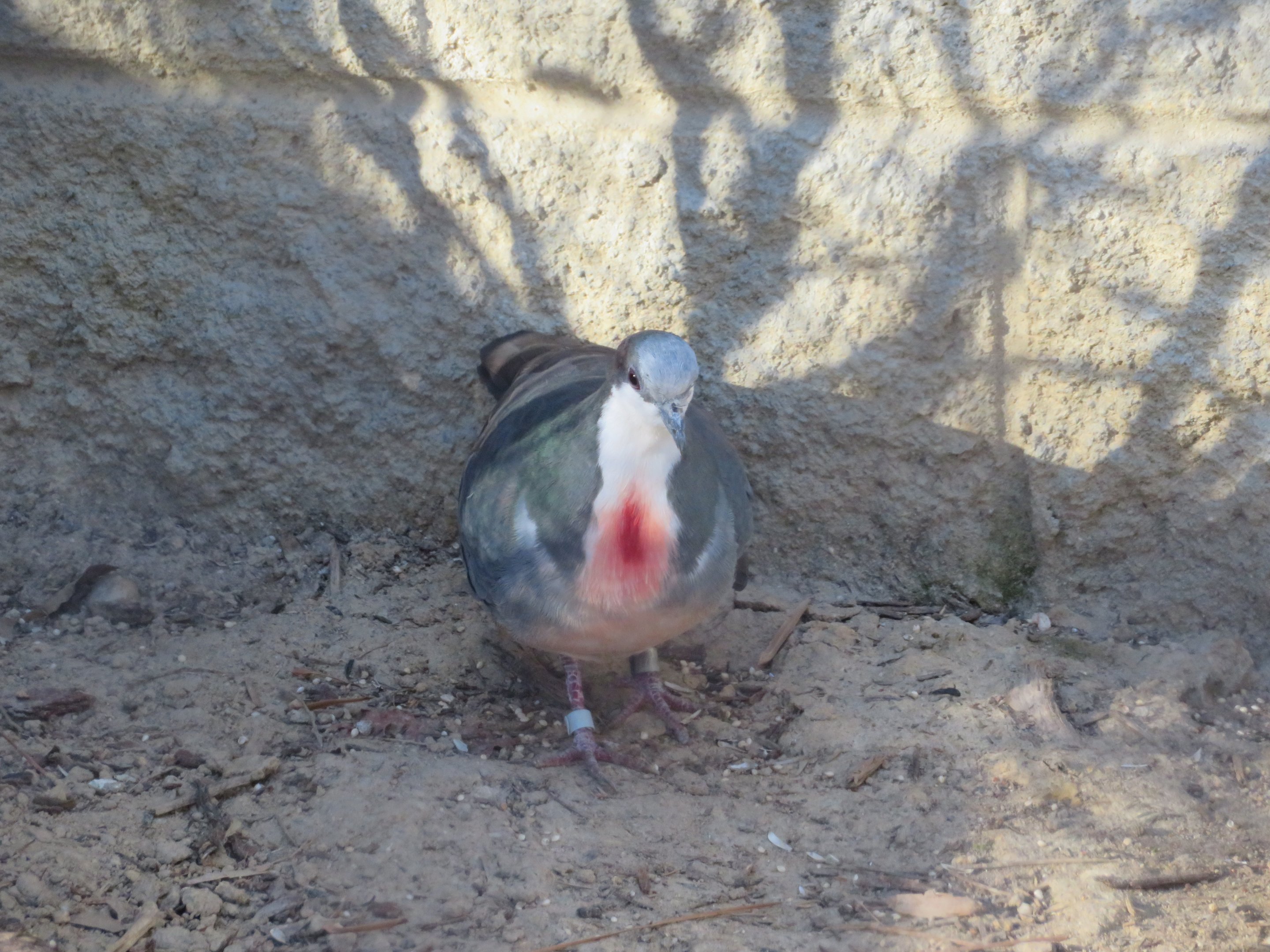 Luzon Bleeding-heart Dove