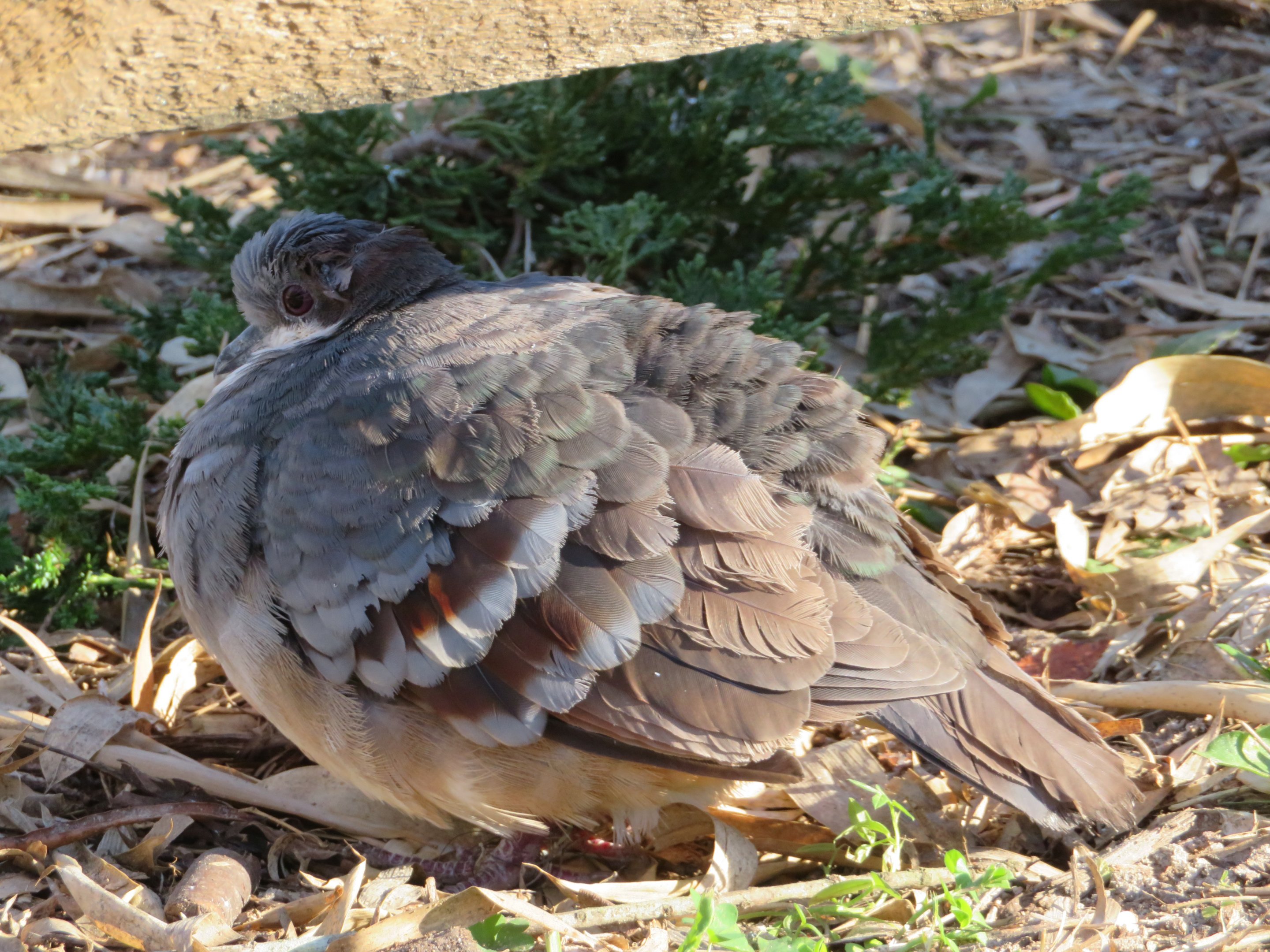 Luzon Bleeding-heart Dove