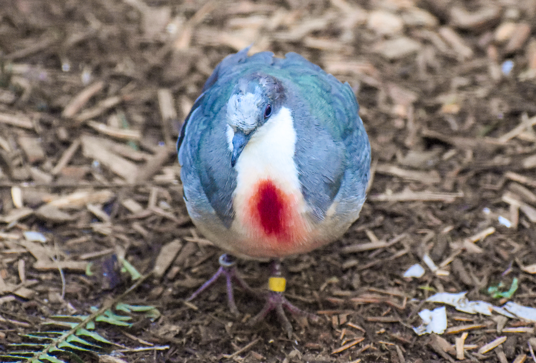 Luzon Bleeding-heart Dove