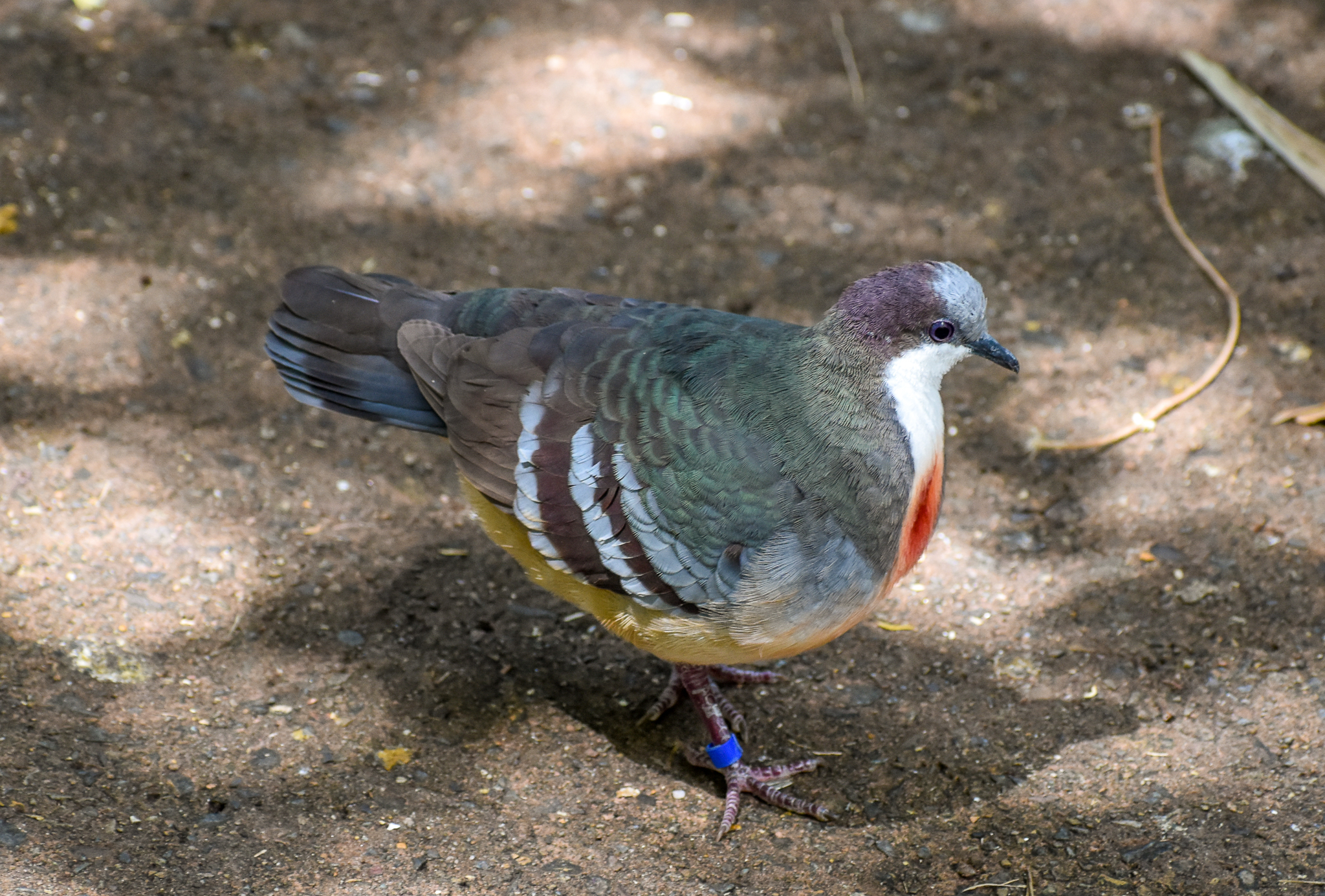 Luzon Bleeding-heart Dove