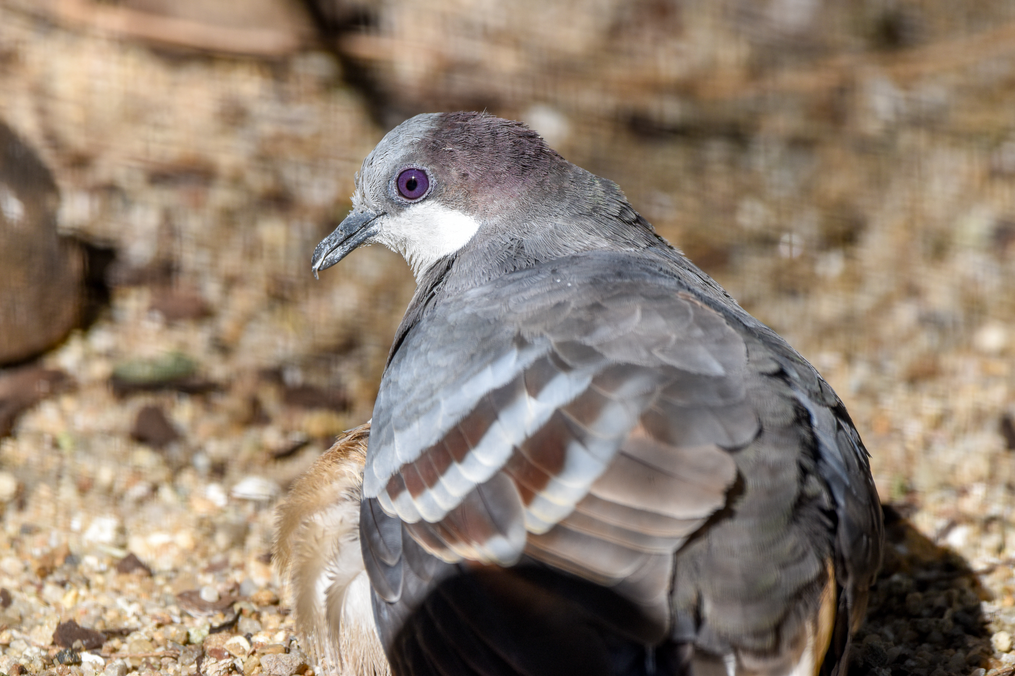 Luzon Bleeding-heart Dove