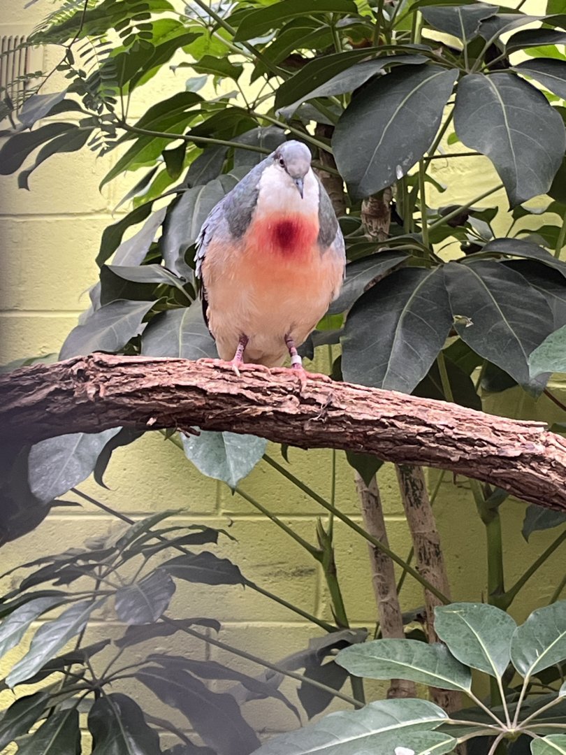 Luzon Bleeding-Heart Dove
