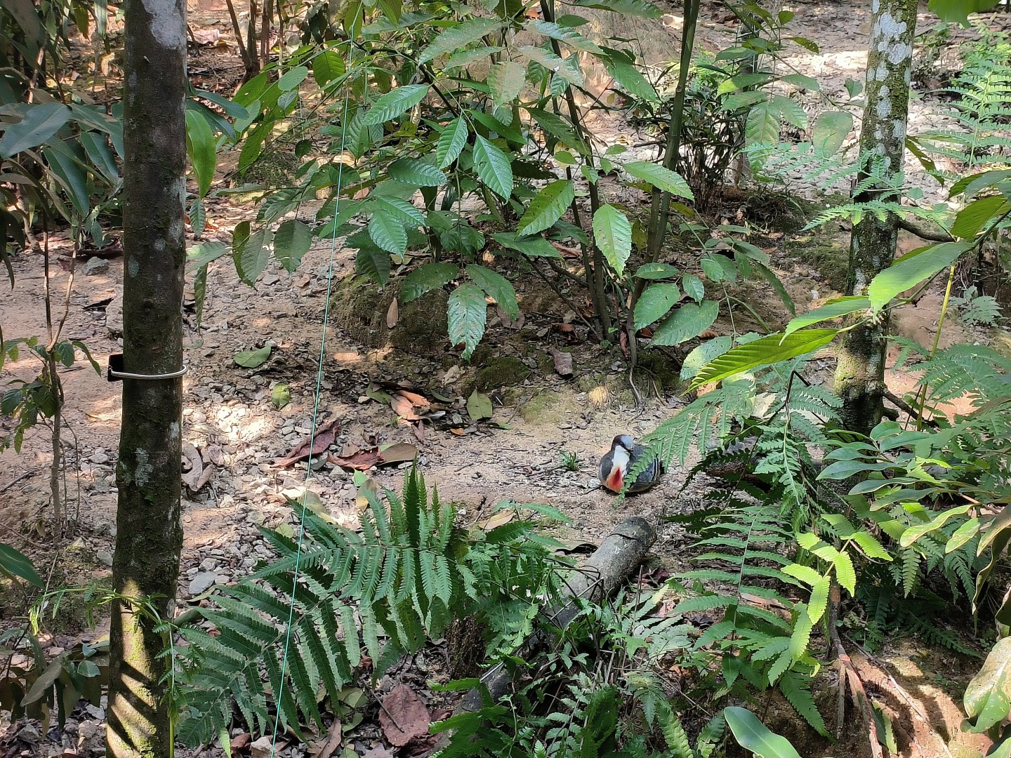 Luzon Bleeding-Heart Dove