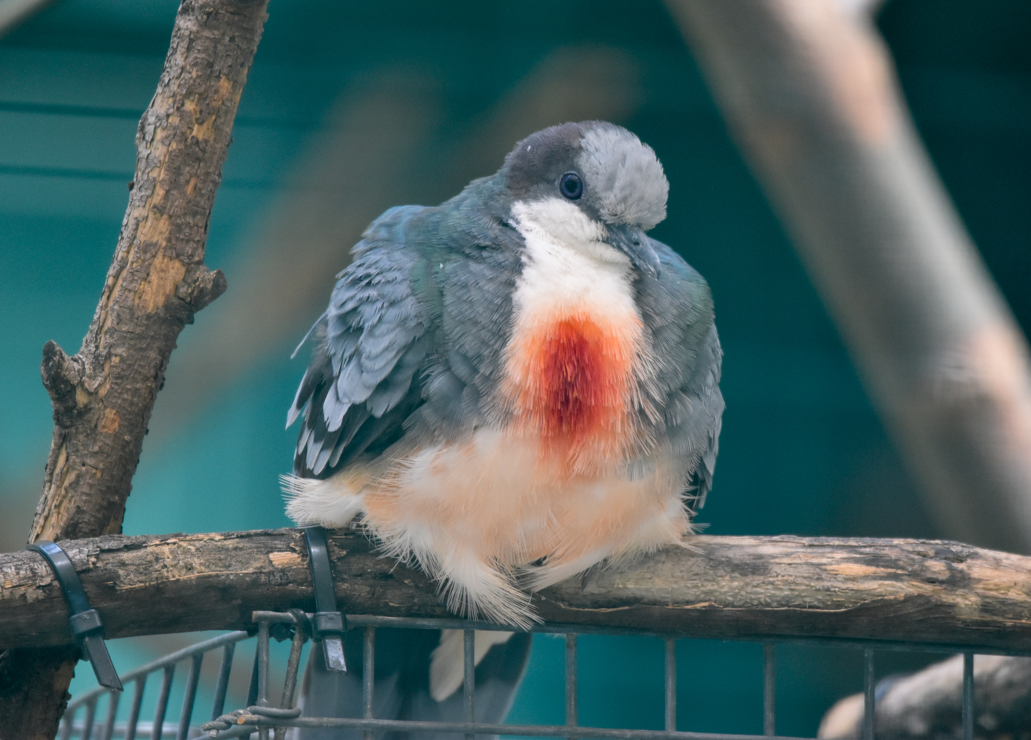 Luzon Bleeding-heart Dove