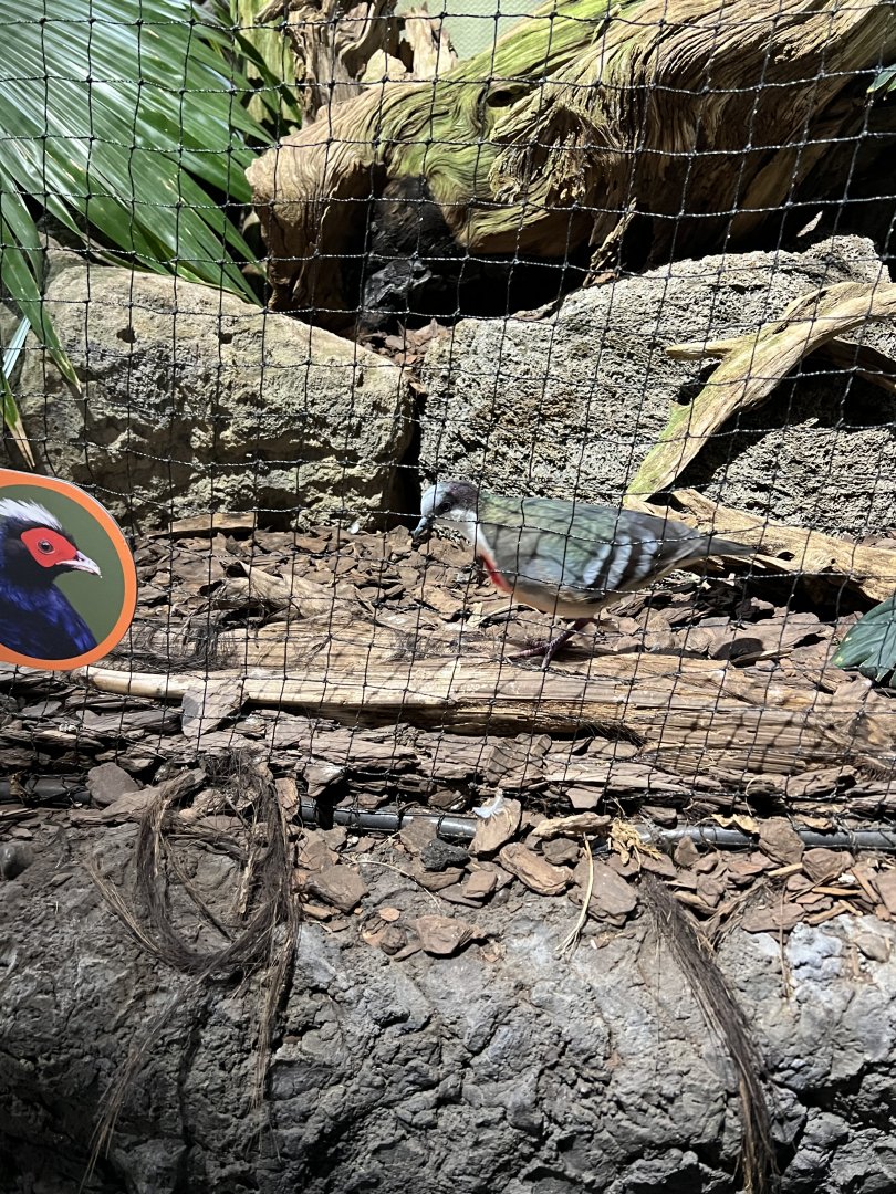 Luzon Bleeding Heart Dove