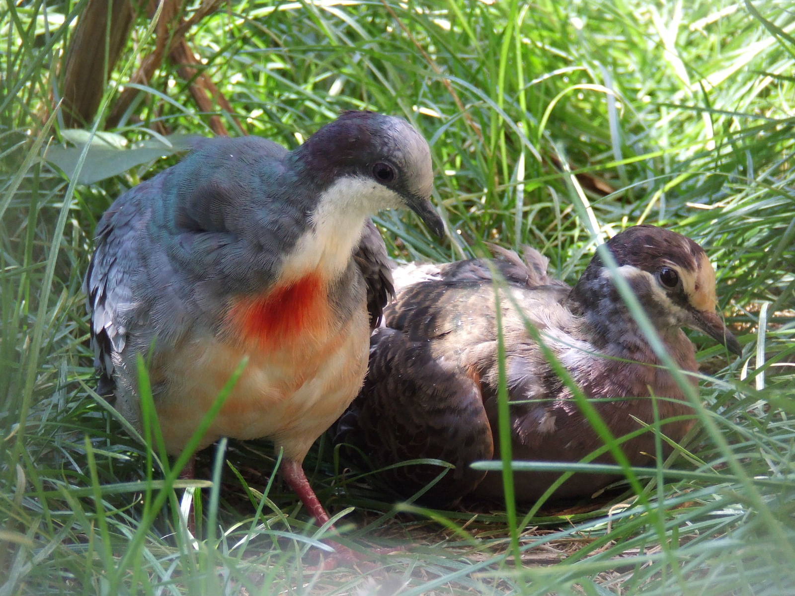 Luzon bleeding-heart doves @ Budapest Zoo