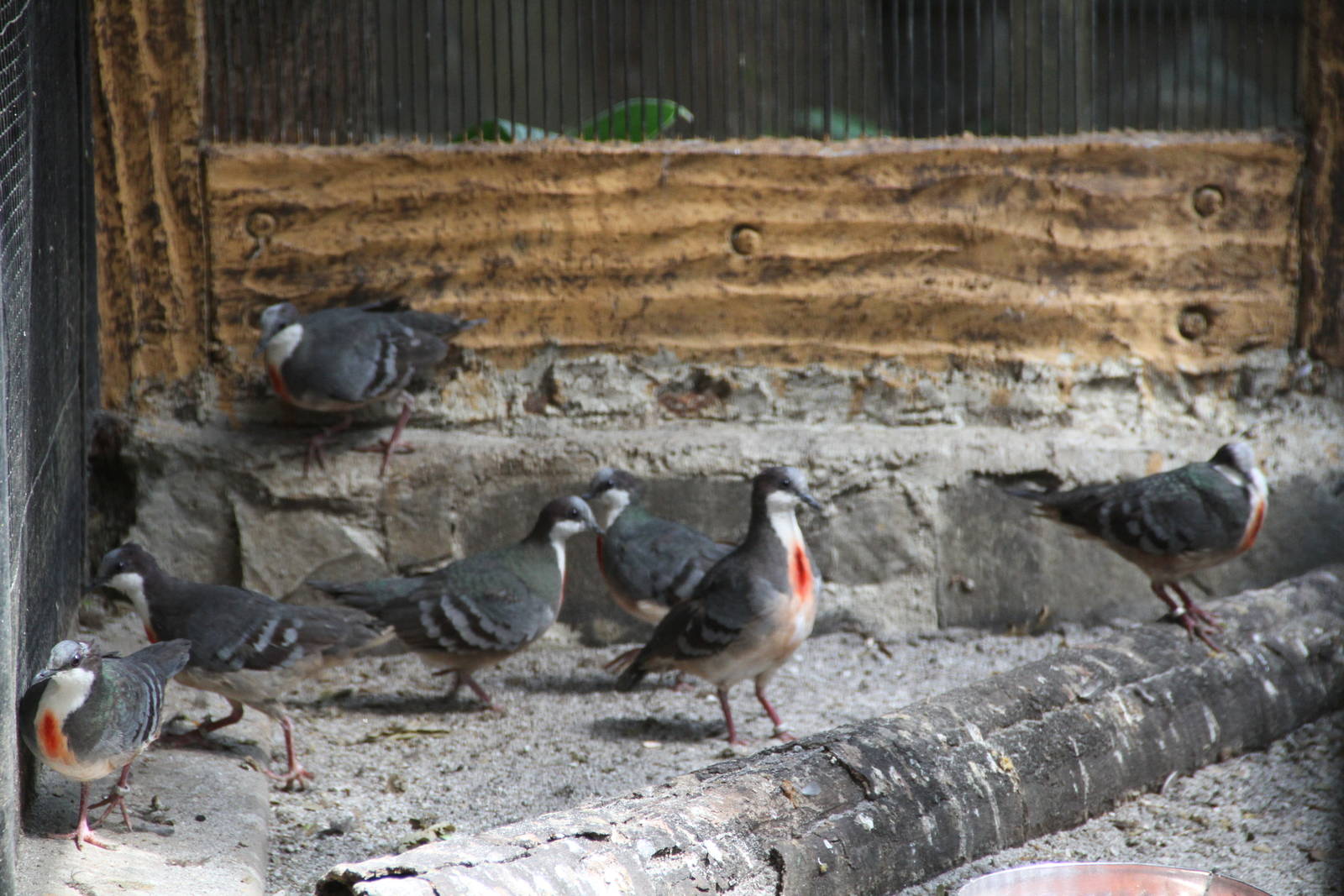 Luzon Bleeding-heart Doves (Gallicolumba luzonica)