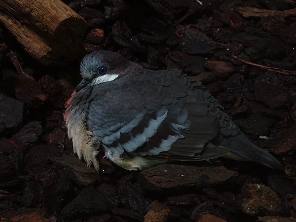 Luzon bleeding-heart (Gallicolumba luzonica) (04/22)