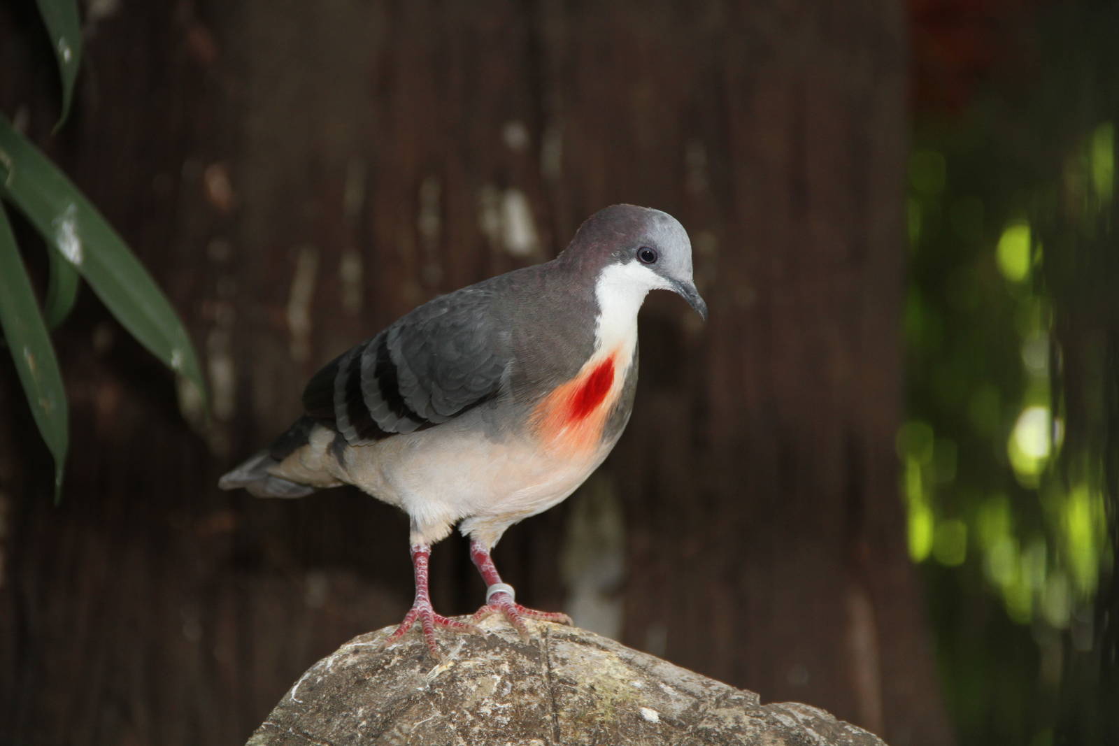 Luzon Bleeding-heart (Gallicolumba luzonica)
