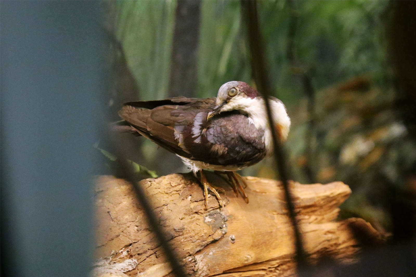 Luzon bleeding-heart (Gallicolumba luzonica)