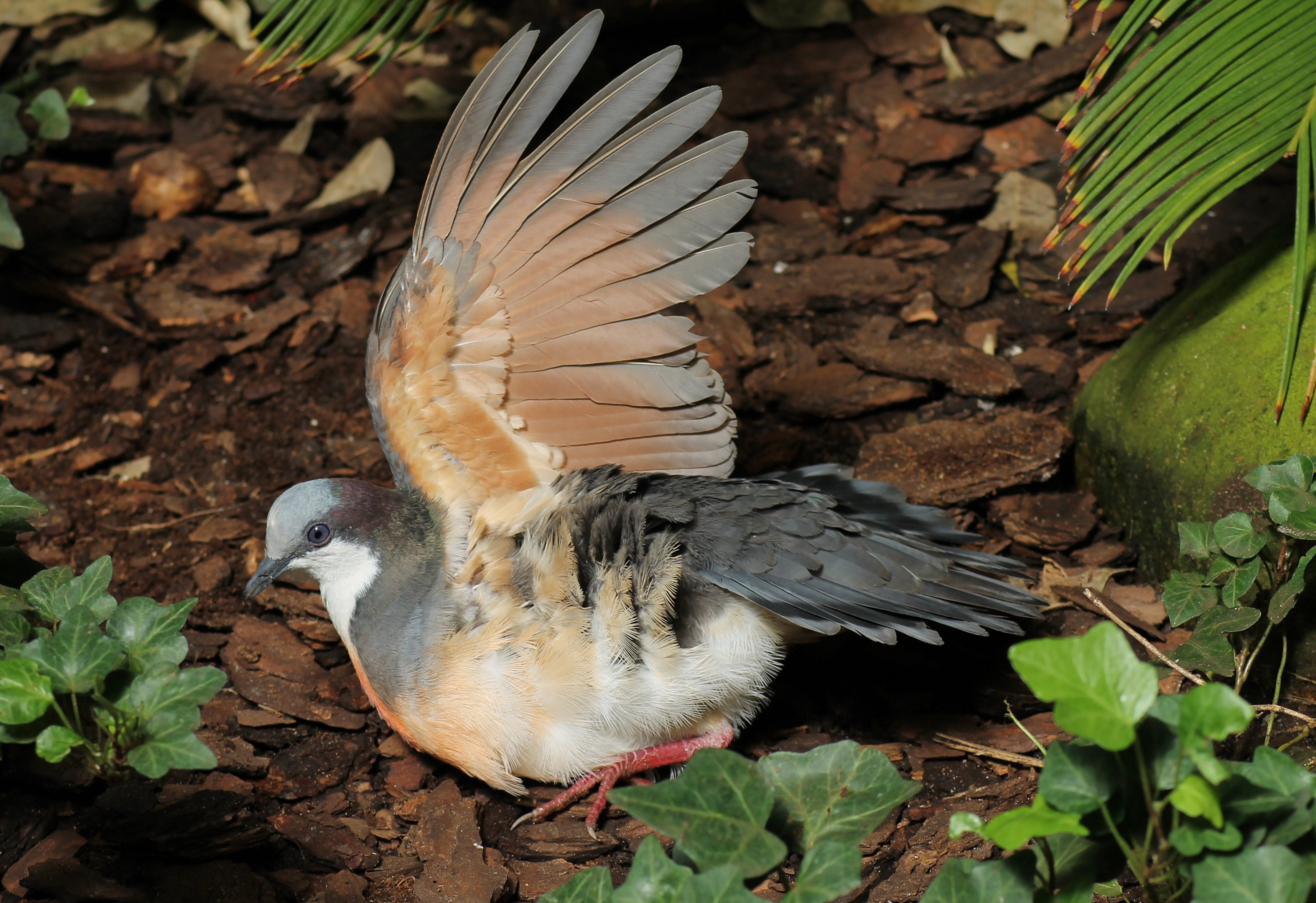 Luzon bleeding-heart (Gallicolumba luzonica)