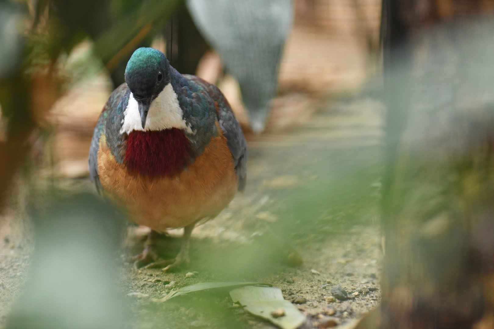 Luzon bleeding-heart (Gallicolumba luzonica)