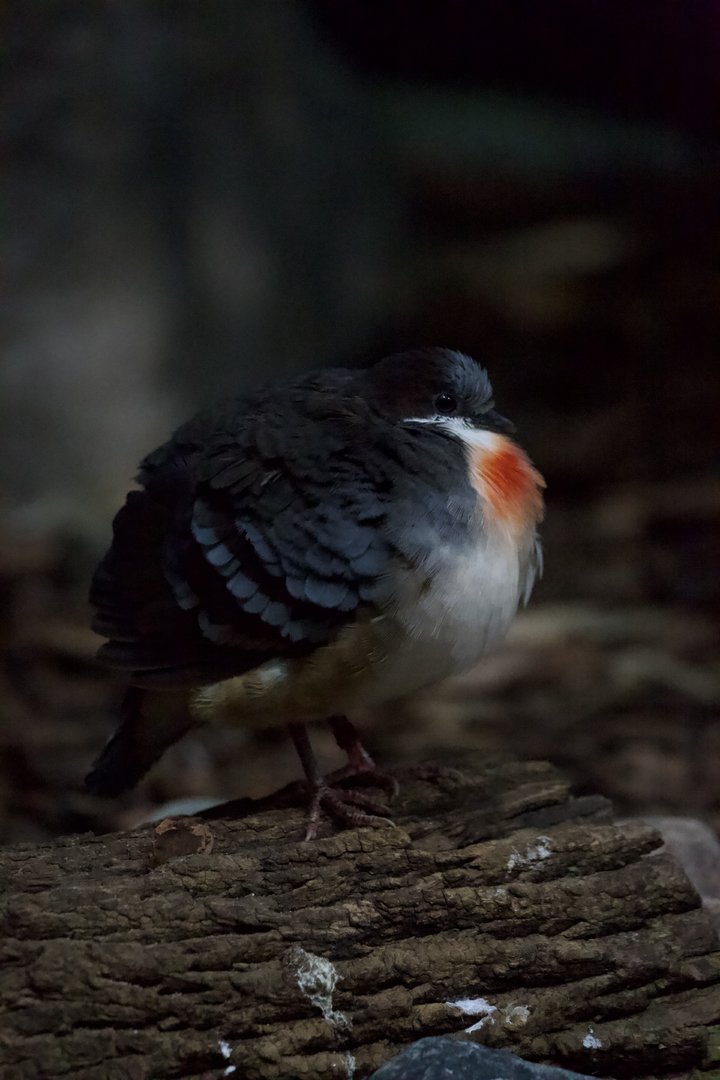 Luzon Bleeding Heart/ Gallicolumba luzonica