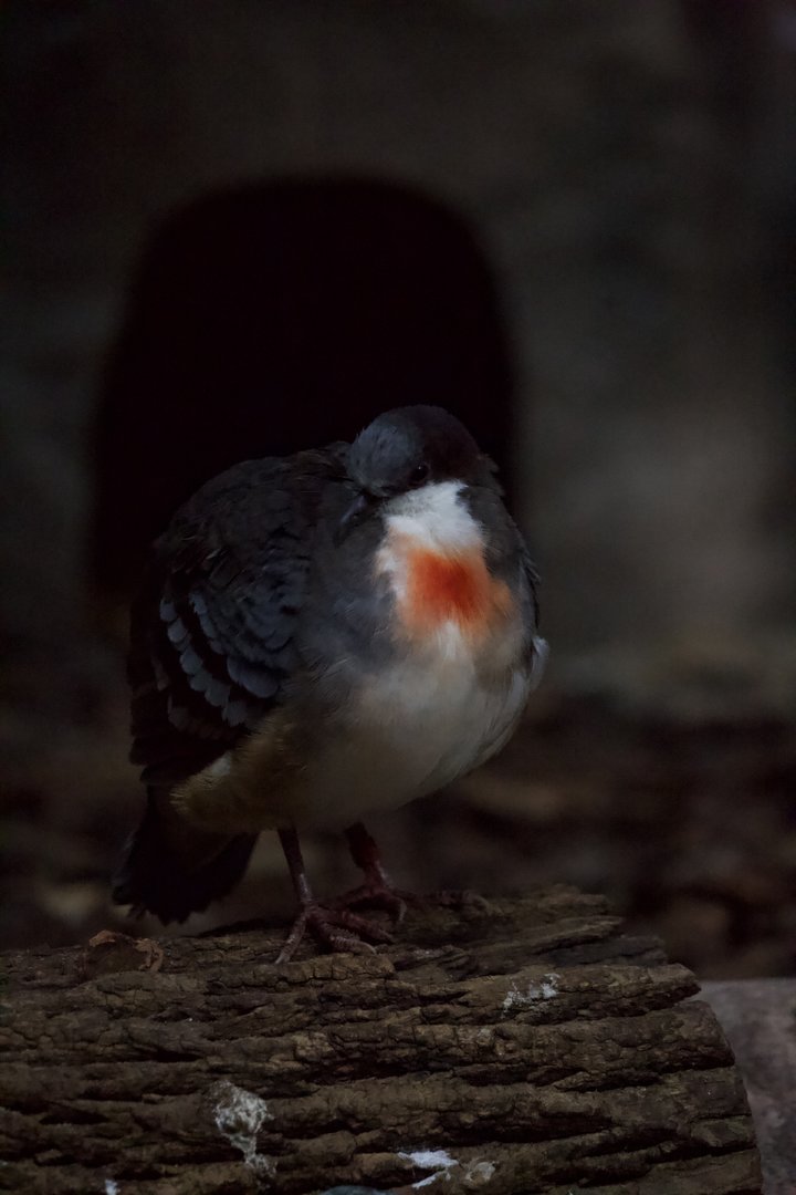 Luzon Bleeding Heart/ Gallicolumba luzonica