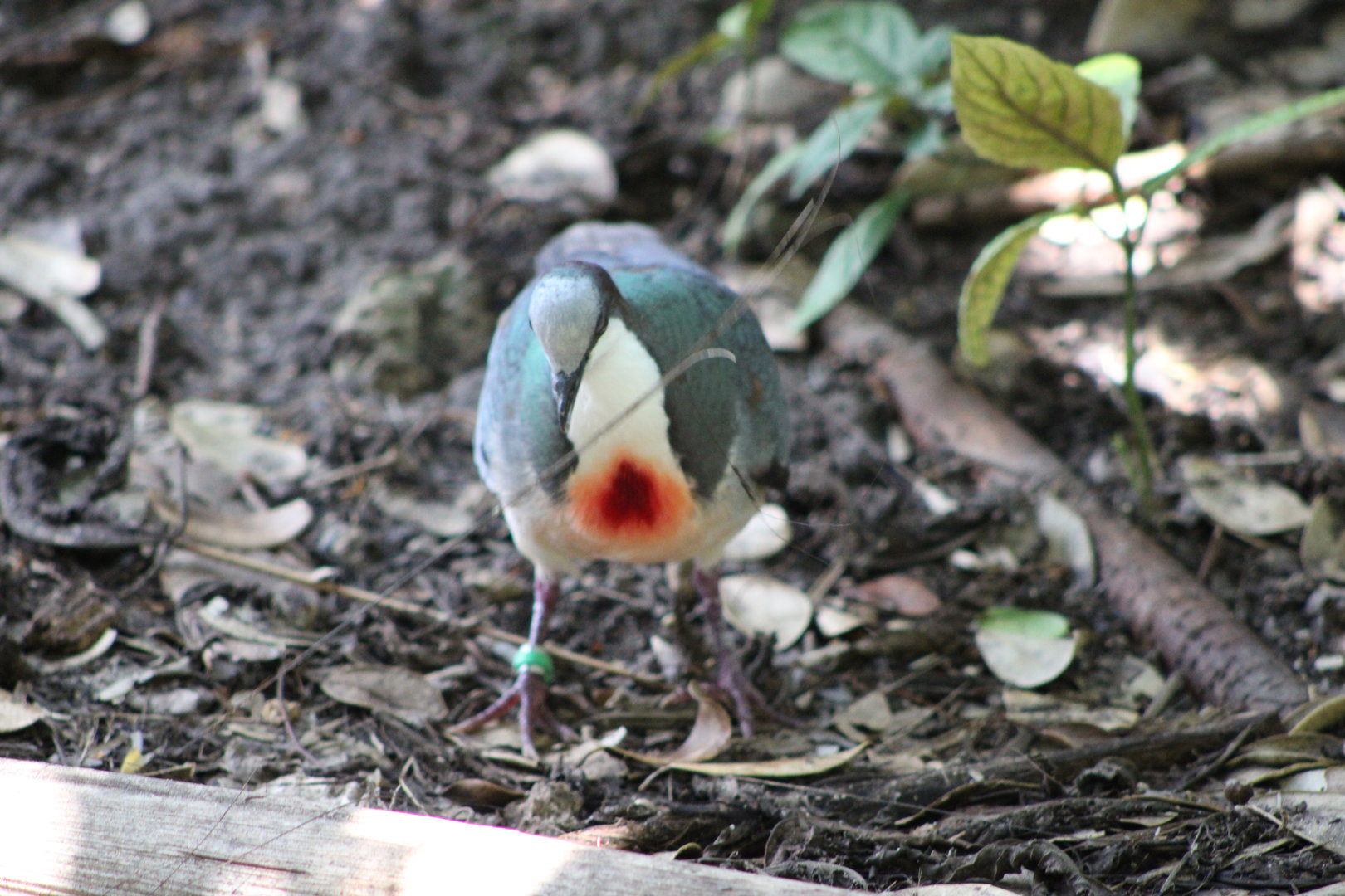 Luzon Bleeding-Heart (Gallicolumba luzonica)