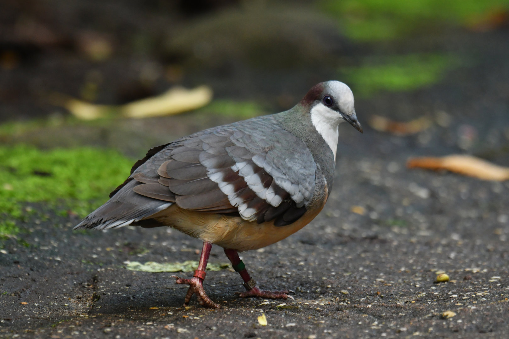 Luzon Bleeding-heart Gallicolumba luzonica