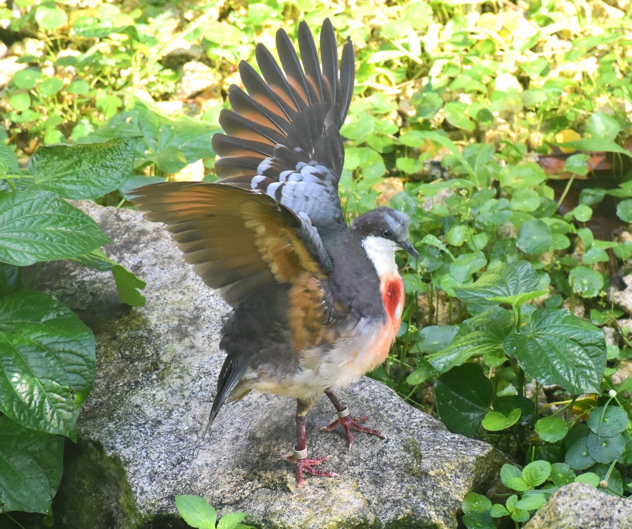 Luzon Bleeding-heart (Gallicolumba luzonica)
