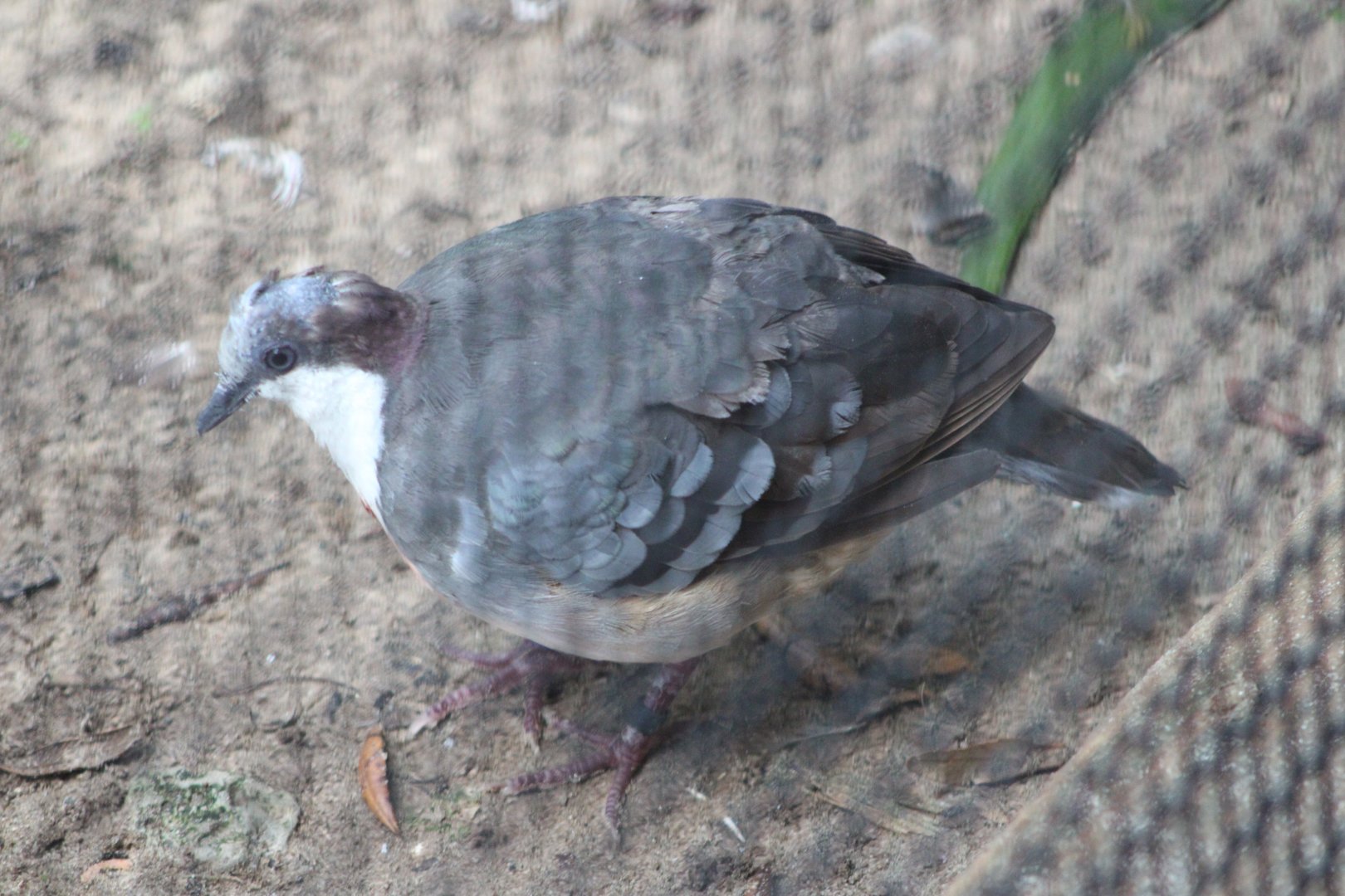Luzon Bleeding-Heart (Gallicolumba luzonica)
