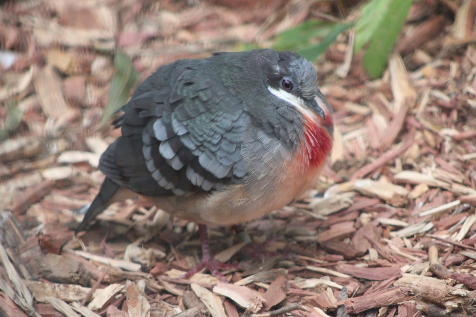 Luzon Bleeding-Heart (Gallicolumba luzonica)