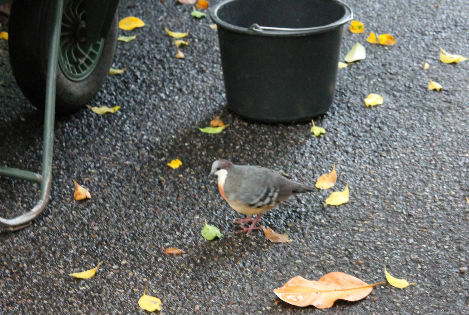 Luzon bleeding heart inspecting the cleaning work