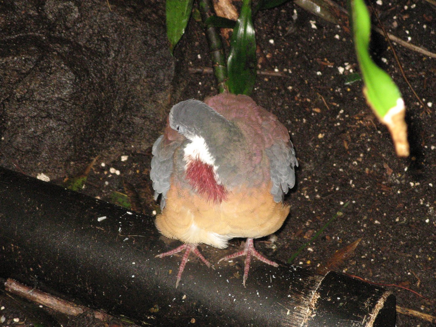 Luzon Bleeding Heart Pigeon (2008)