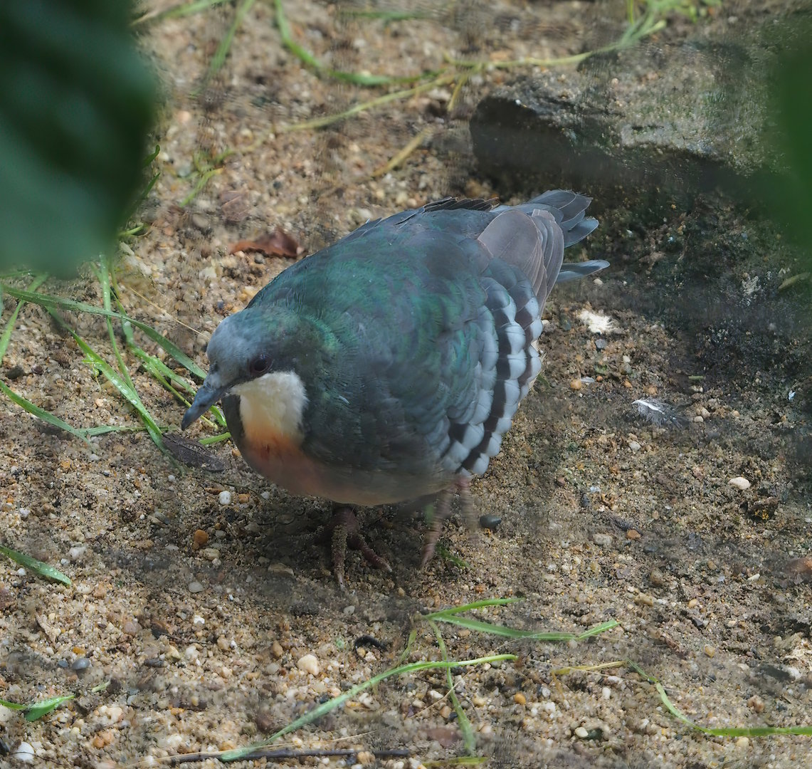 Luzon bleeding heart pigeon (Gallicolumba luzonica), 2022-08-07