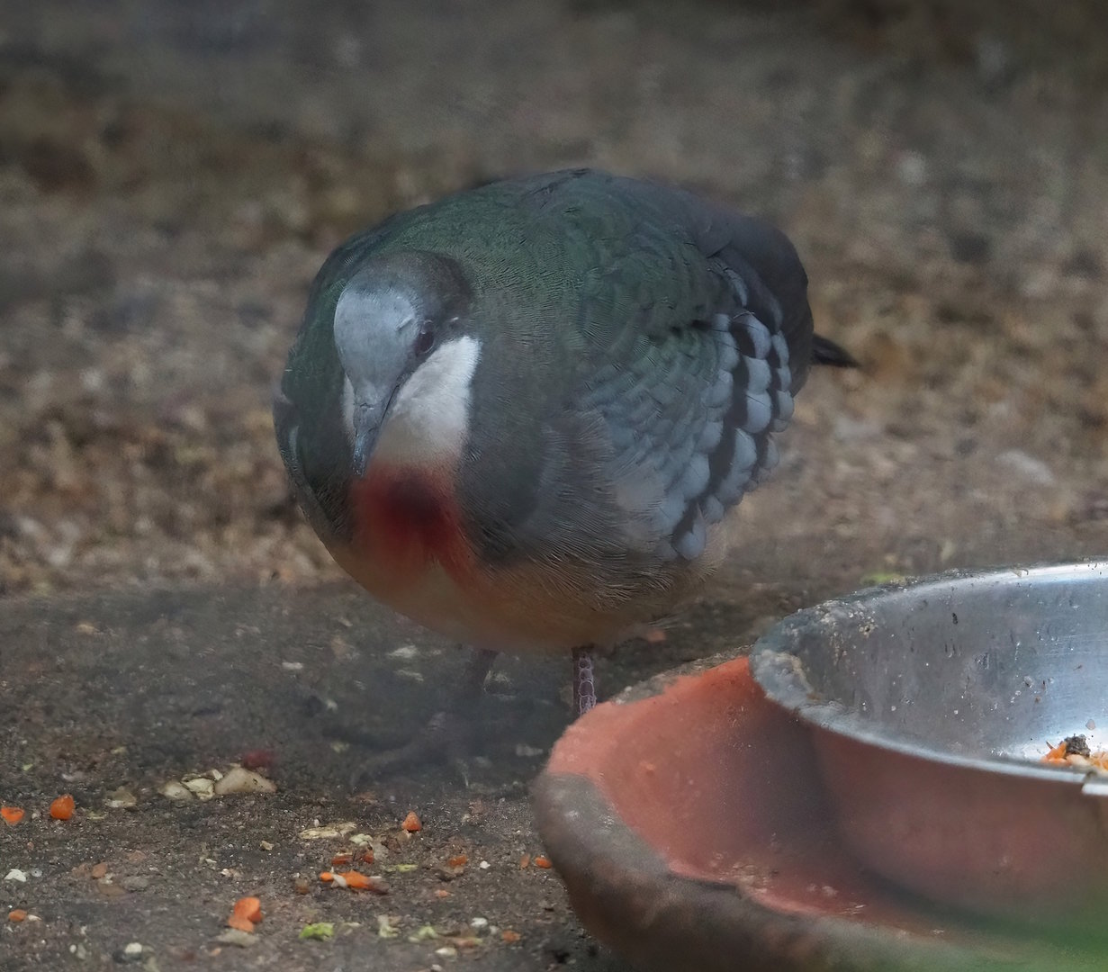 Luzon bleeding-heart pigeon (Gallicolumba luzonica), 2022-11-12