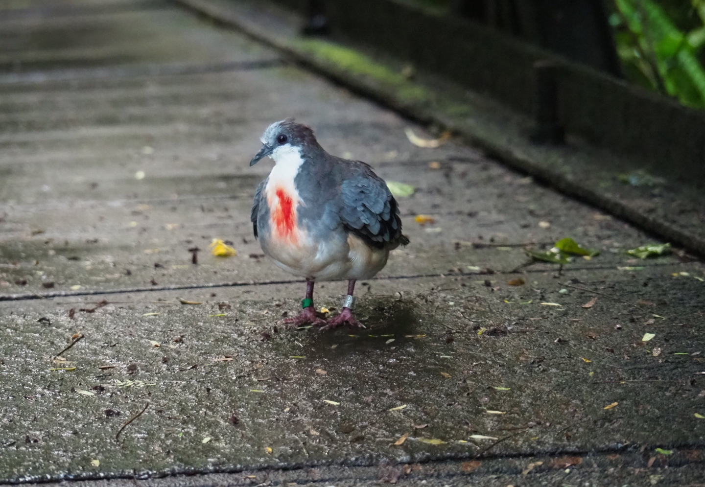Luzon bleeding heart pigeon (Gallicolumba luzonica), Sep 16th, 2018